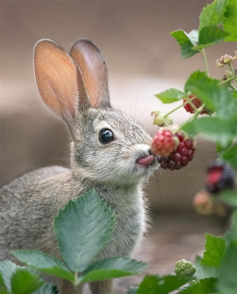 rabbit eating  berries rpics