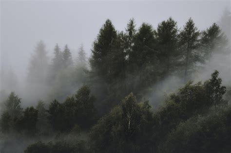 hintergrundbilder wald nebel landschaft  tastyykilla
