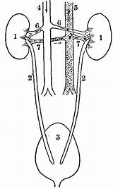 Urinary Excretory Bladder Renal Gutenberg Kidney Kidneys Ibiblio Image87 Inferior Vena Ureters sketch template