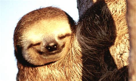 You Could Have Guessed It But Sloths Are Typically Lazy When It Comes