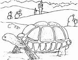 Coloring Pages Environmental Library Clipart Tortoise Desert Drawing sketch template