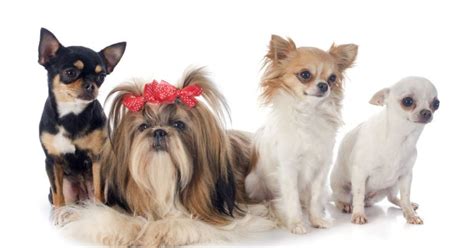 veja as 10 raças ideais de cães para apartamentos pequenos cachorrogato