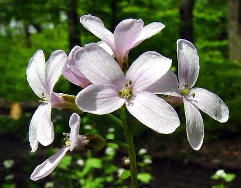 cardamine bulbifera