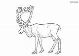 Antlers sketch template