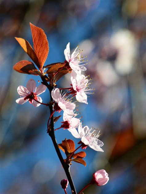 flowering plum   beautiful spring blooming