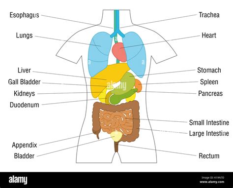 innere organe chart schematische anatomie diagramm mit farbigen organe und entsprechende namen