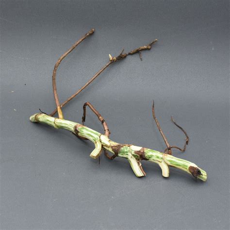 variegated monstera borsigiana stem  pcs bulk komorebi plant store