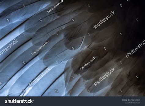 angel wings side view images stock  vectors shutterstock