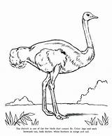 Ostrich Coloring Cannot Emu Bird Fly Drawing Pages Color Getcolorings Getdrawings Luna sketch template