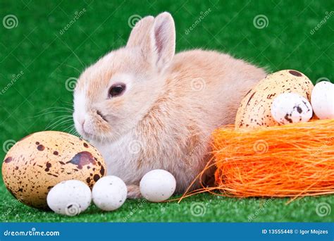 rabbit  eggs stock photo image  eggs holder happy