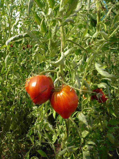tomate coeur de boeuf laubepin semences biologiques