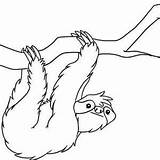 Sloth Coloring Pages Realistic Drawing Cute Color Kids Colorluna Sloths Getcolorings Rainforest Animals sketch template