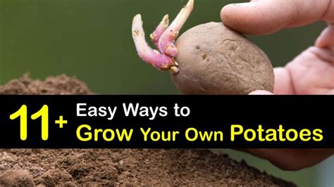 potato growing clever guide  planting  caring  potatoes