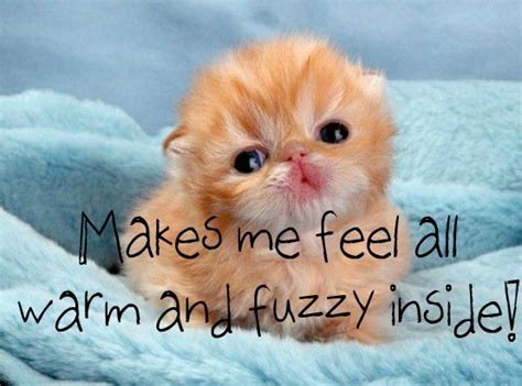 warm  fuzzy  baby animals cute animals kittens cutest