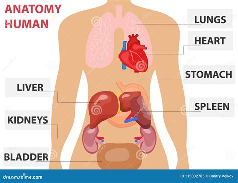 body organs diagram anatomy    body anatomy drawing diagram  article