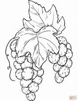 Grapes Pages Bunch Supercoloring sketch template