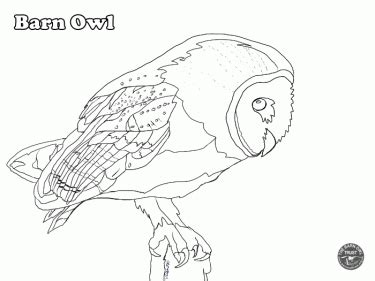 owl colouring pages  barn owl trust