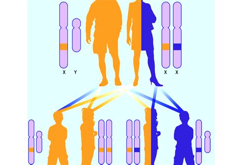 x linked recessive inheritance a human x linked gene is