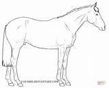 Hest Tegninger Cavalo Desenhos Colorir Heste Lineart Appaloosa Farvelaegning Silhouetten sketch template