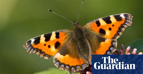 the uk s favourite creepy crawlies environment the guardian