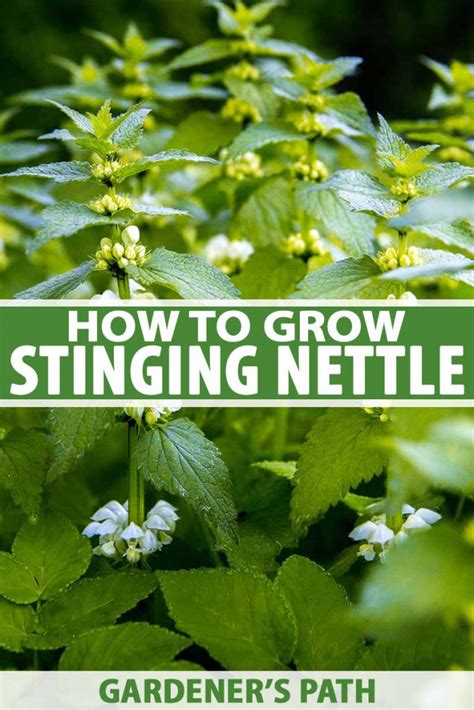 grow stinging nettle gardeners path