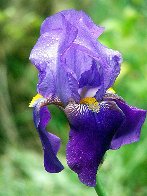 irises   plant grow  care  iris flowers   farmer