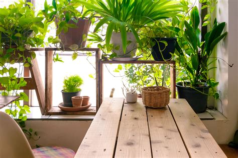 growing  indoor garden tips    plant love  wtop news