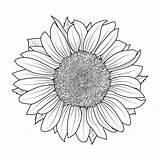 Sunflower Freepik sketch template