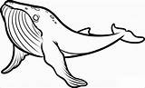 Humpback Baleia Desenhar Whales Uma Coloringbay Popular sketch template