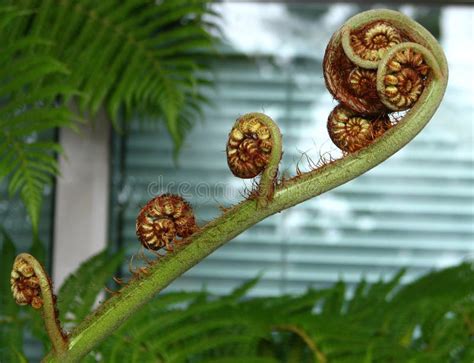 fern fiddleheads picture image