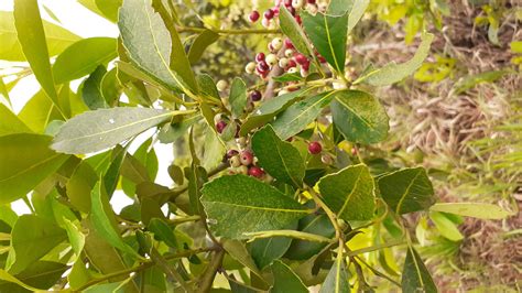 conoce la planta de yerba mate