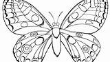 Butterfly Monarch Pages Coloring Getcolorings sketch template