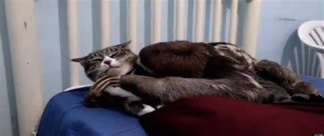 Just A Sloth Hugging A Cat Video Huffpost Uk