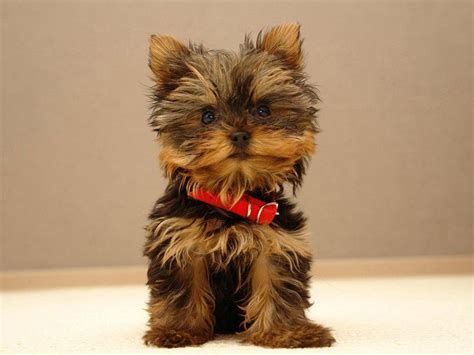 top  cutest small dog breeds toys pets   kind