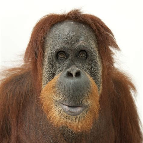 Orangutans National Geographic
