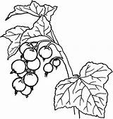 Coloring Pages Currant sketch template