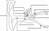 Ear Diagram Label Anatomy Human Parts Unlabeled Color Kids Body Hearing Labeled Enchantedlearning Worksheets Coloring Sense Blank Worksheet Science Labeling sketch template