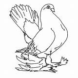 Pigeon Coloring Pages Printable Kids Fancy Pigeons Color Own Drawings Bird Bestcoloringpagesforkids Template Line sketch template