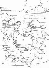 Polar Bear Coloring Little Pages Swimming Lars Walrus Seals Book Info Kids Fun Supercoloring Choose Board sketch template