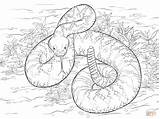 Rattlesnake Diamondback Klapperschlange Rattle Serpent Ausmalbild Anaconda Snakes Coloringtop Designlooter Crotale Neocoloring Bezoeken Coloringbay Parentune 69kb 360px sketch template