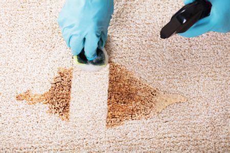 clean vomit  carpet  tips     carpet