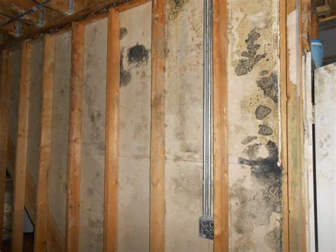 mold removal    walls info     mold solutions