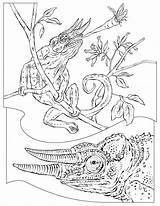 Coloring Pages Reptiles Chameleon Jackson Reptile Animals Colouring Kids Geographic National Books Adult Animal Designlooter Popular Printable Coloringhome Choose Board sketch template