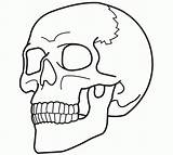 Skull Human Line Drawing Getdrawings sketch template