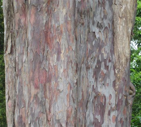 bark tree guide uk bark used for tree identification