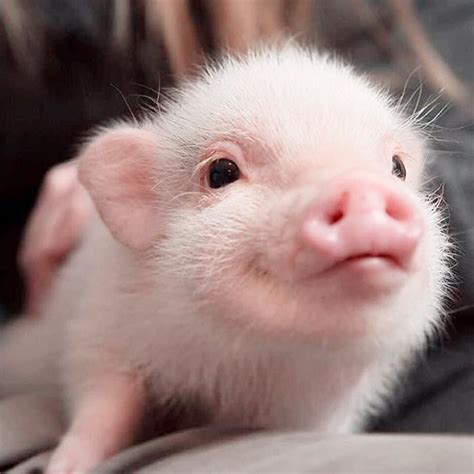 atmybestfriendhank pig piggy piglet oink lovely cute pretty piglover piglovers pig