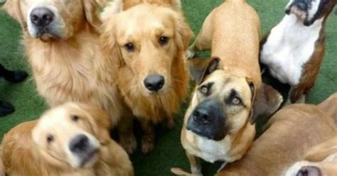 Cinco Razas De Perros Para Cinco Tipos De Personas