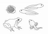 Coloring Bullfrog sketch template