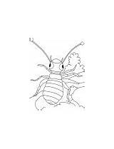 Coloring Pages Louse Lice Roams Loose Warrior Template sketch template