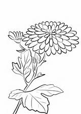 Chrysanthemum Coloring Pages Morifolium Flowers Printable Plants Drawing Adults Categories sketch template